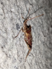 Leptoglossus occidentalis
