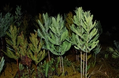 Sticherus cryptocarpus