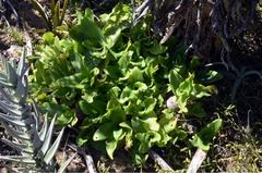 Ledebouria nitida
