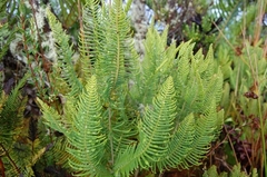 Sticherus cryptocarpus
