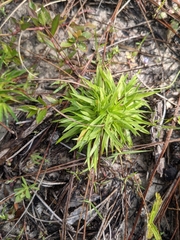 Lachnocaulon