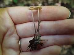 Rhizomarasmius
