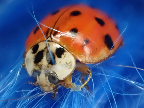 Asian Lady Beetle photographed in Tennessee