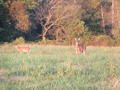 Odocoileus virginianus macrourus
