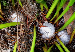 Protea pruinosa