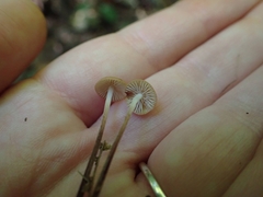 Rhizomarasmius