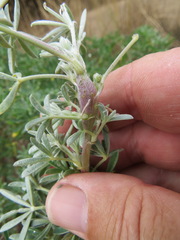 Neolasioptera lupini