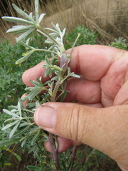 Neolasioptera lupini