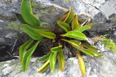 Protea pruinosa