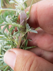 Neolasioptera lupini