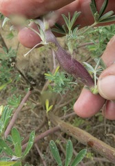Neolasioptera lupini