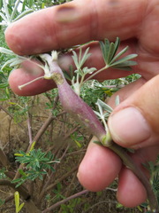 Neolasioptera lupini