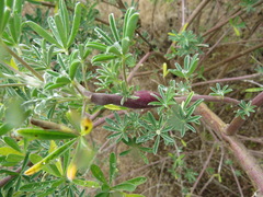 Neolasioptera lupini