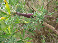 Neolasioptera lupini