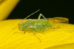 Calaphidina
