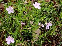 Coopernookia barbata