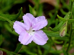 Coopernookia barbata