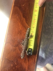 Christinus marmoratus