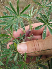 Neolasioptera lupini