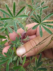 Neolasioptera lupini