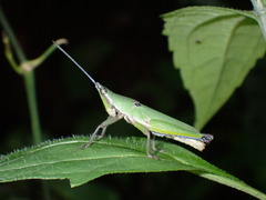 Tagasta marginella