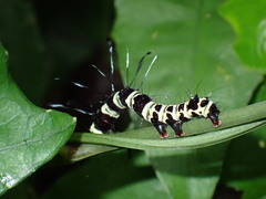 Tinolius eburneigutta