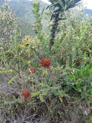 Disterigma acuminatum