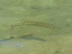 Micropterus treculii