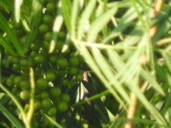Asparagus densiflorus