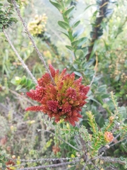 Disterigma acuminatum