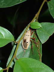 Probergrothius nigricornis