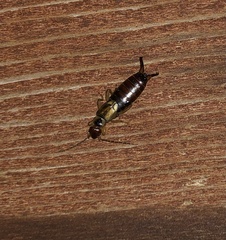 Forficula auricularia