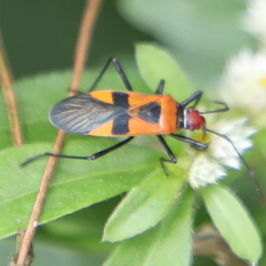 Dysdercus
