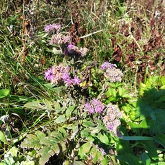 Saussurea neopulchella