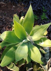 Agave