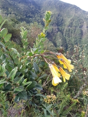 Bomarea lutea