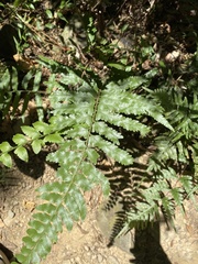 Microlepia marginata bipinnata