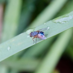 Calliphora dubia
