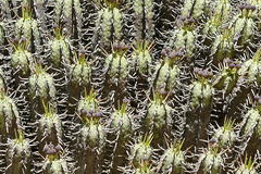 Euphorbia heptagona