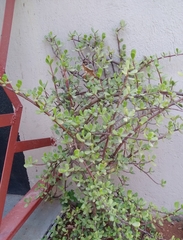 Portulacaria