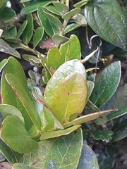 Gaiadendron punctatum