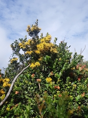 Gaiadendron punctatum