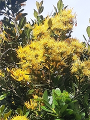 Gaiadendron punctatum