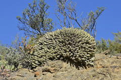 Euphorbia heptagona
