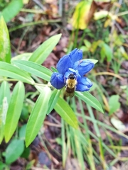 Gentiana triflora