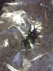 Calosoma scrutator