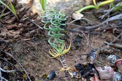 Gethyllis verticillata