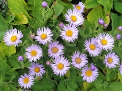 Aster spathulifolius