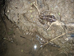 Limnonectes macrodon