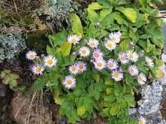 Aster spathulifolius